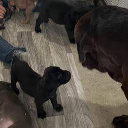 Violet - Black female Cane Corso puppy in San Isidro, Texas from MTZCC Ranch, LLC