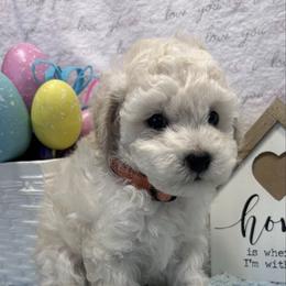Dex - White male Poodle puppy in Columbus, Mississippi from Rocky Road Kennel