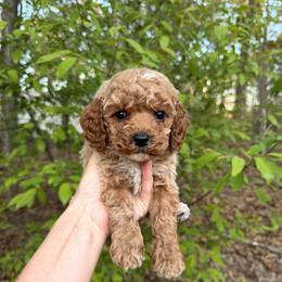 Dante - Cream male Cavapoo puppy in Midland, North Carolina from Rocky River Cavapoos