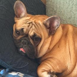 Sister - Fawn female French Bulldog puppy in Girard, Kansas from Frenchie Kingdom