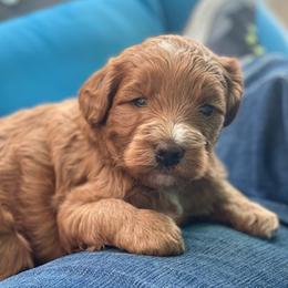 Goldendoodles from Natalie Cole's Goldendoodles