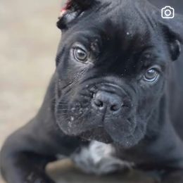 Black girl - Black female Cane Corso puppy in Lewisville, Denton County, Texas from Trained To Go Corso Kennels (T.T.G. Corso Kennels)