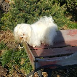 Pip - Maltese