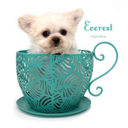 Everest - Cream male Mi-Ki puppy in Elizabeth, Colorado from Royal T Mi-Kis