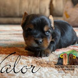 Valor - Black and gold male Yorkshire Terrier puppy in Baker, West Virginia from Majestic Mountain Yorkies