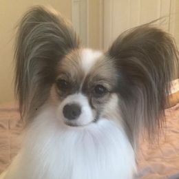 Papillons from Runway Papillons