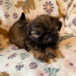 COOKIE - Red female Shih Tzu puppy in Kamilche, Washington from Serendipity Shih tzu