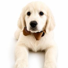 Wellington - Light golden male Golden Retriever puppy in Chicago, Illinois from Urbane Retrievers
