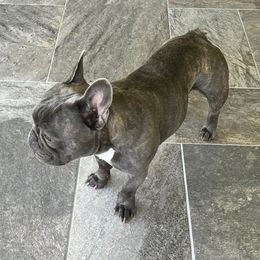 French Bulldogs from Baton Rouge Bullies