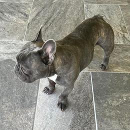French Bulldogs from Baton Rouge Bullies