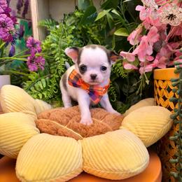 Sterling - Blue and white male Chihuahua puppy in Mesa, Arizona from Arizona Dream Chihuahuas