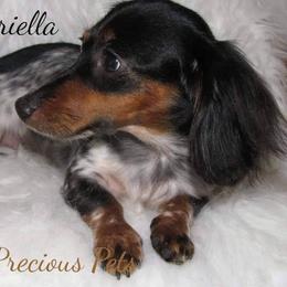 Gabby - Dachshund