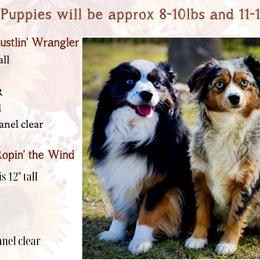 Toy Australian Shepherd puppies from Dusty Spring Australian Shepherds, LLC
