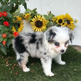 Freedom - Blue merle male Miniature Australian Shepherd puppy in Granbury, Texas from Texas Miniature Aussies