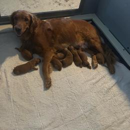 Girl 2 - Dark golden female Golden Retriever puppy in Gillette, Wyoming from WyoGold Retrievers
