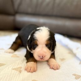 Clementine - Black rust and white female Bernese Mountain Dog puppy in Blacksburg, Virginia from Blacksburg Berners