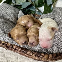 Cavapoo and Havapoo Puppies from Meadowlark Doodles