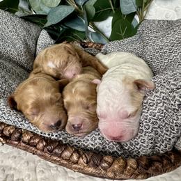 Cavapoo and Havapoo Puppies from Meadowlark Doodles