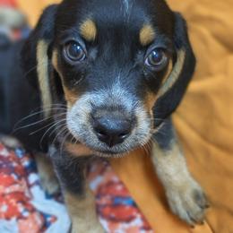 Basset Hound and Beagle Puppies from Orange Mountain Basset Hounds & Beagles