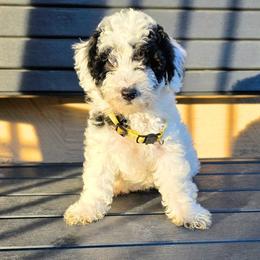 Trixie - Parti female Goldendoodle puppy in Peoria,  Az, Arizona from Not Just "Golden" Doodles