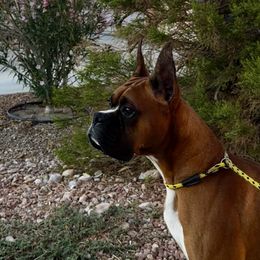 Malcolm - Boxer