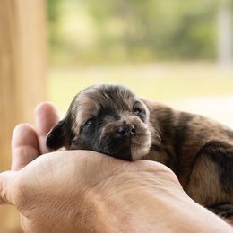 Boy 2 - Merle male Whoodle puppy in Youngstown, Florida from Wonderland’s Boujie Kennels