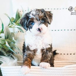Bernedoodle and Goldendoodle Puppies from Hommel’s Mini Darling Doodles