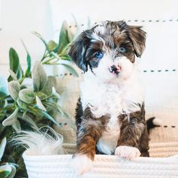 Bernedoodle and Goldendoodle Puppies from Hommel’s Mini Darling Doodles
