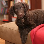 Curly-Coated Retrievers from Ayershire Kennels