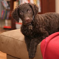 Curly-Coated Retrievers from Ayershire Kennels