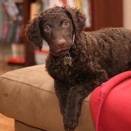 Curly-Coated Retrievers from Ayershire Kennels