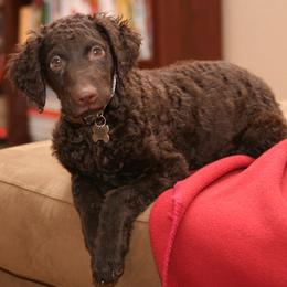 Curly-Coated Retrievers from Ayershire Kennels