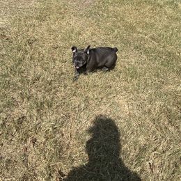 French Bulldog Puppies from Frenchie Love Bugs