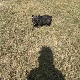 French Bulldog Puppies from Frenchie Love Bugs
