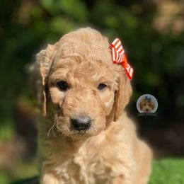 Goldendoodle and Poodle Puppies from Poodlely & Great Doodles