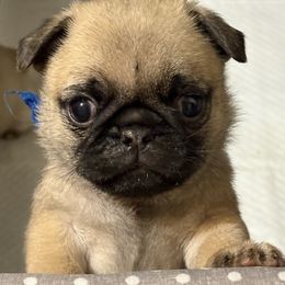 Blue - Fawn male Pug puppy in Altoona, Pennsylvania from Ivyside Pugs
