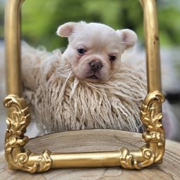 French Bulldog Puppies from Belleau Wood French Bulldog Manor & Folsom's House of Blues