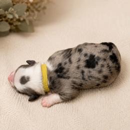 Fawn - Blue merle female Miniature Australian Shepherd puppy in Oroville, California from Diamond Arrow Aussies