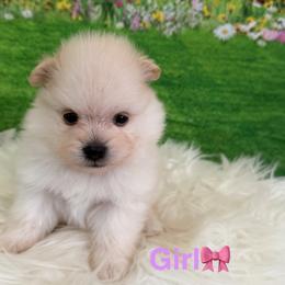 Mora - Cream female Pomeranian puppy in Los Angeles, Santa Clarita, California from LT_Poms