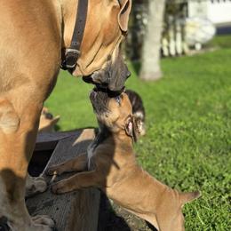 Boerboel puppies from WILDCAT BOERBOELS