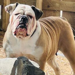 Diva - Bulldog