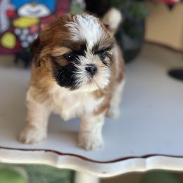 Girl 3 - female Shih Tzu puppy in Troy, Michigan from "Shihtzu Best Friend"