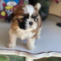 Girl 3 - female Shih Tzu puppy in Troy, Michigan from "Shihtzu Best Friend"