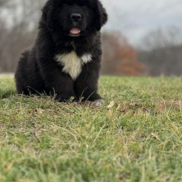Newfoundland Puppies from Knallhart Kennels