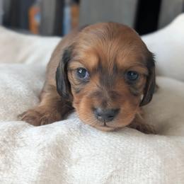 Autumn - Wild boar female Dachshund puppy in Waddell, Arizona from The Bearded Companions