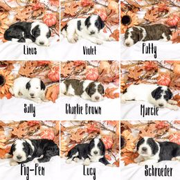 Old English Sheepdog and Sheepadoodle Puppies from Country Roads Sheepdogs & Doodles