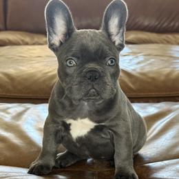 Char - Blue female French Bulldog puppy in Roseville, California from Fiddyment Farm Frenchies