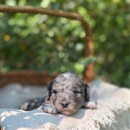 Sierra - Merle female Goldendoodle puppy in Zeeland, Michigan from Dandelion Lane Doodles