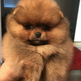 Pomeranian Puppies from Montefino Pomeranians