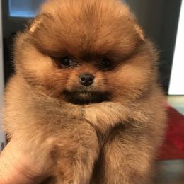 Pomeranian Puppies from Montefino Pomeranians